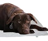 Tappeto magnetico Wellness per cane - Magnetoterapia per animali