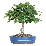 KENTIS - Bonsai Quercus Pubescens - Bonsai di Quercia Roverella Giapponese - Piante Vere Decorative da Esterno - H 40-45 cm Vaso Ø 26 cm