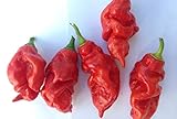 SEMI PEPERONCINI-NAGA VIPER-NAGALASH-BHUT JOLOKIA RED + GUIDA ALLA COLTIVAZIONE