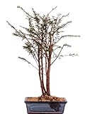 Bonsai - Taxus baccata, tasso europeo, gruppo 3 201/212