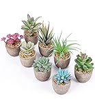 JOSPL Pianta Finta,8pcs Finte Succulente in Vaso da Interno e Esterno succulente Piante Grasse per Casa Decorazioni Pianta Artificiale