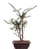 Bonsai - Taxus baccata, tasso europeo, gruppo 3 201/218