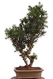 Bonsai - Taxus media, tasso 220/65