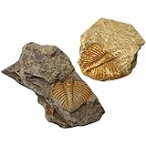 TEHAUX Fossile di Trilobite Paleontologia Ornamenti Scientifici Fossili Oggetti di Scena per L insegnamento di Regali per Feste Regali di Compleanno Scopi Educativi Decorazioni per Feste