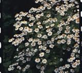 JustSeed - Herb - Green Feverfew - Tanacetum partheniu - 50 Seeds