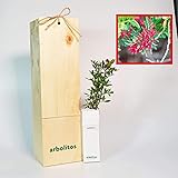 Lentisco | Arbusto mediterraneo | Albero con frutti commestibili | Giovane germoglio di 30 cm ricevuto in scatola di legno riutilizzabile | 1 unità