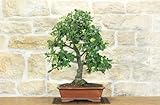 Bonsai di Quercia - Leccio (89)