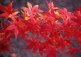 Acero rosso giapponese "Acer palmatum Momiji" pianta in vaso h 150/200 cm Vivaio di Castelletto