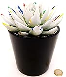 POWERS TO FLOWERS - ECHEVERIA PICASSO WHITE, VASO 13CM, CACTUS COLOR LIFE, pianta vera