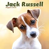 Mini calendario da parete 2025 con cuccioli di Jack Russell (PFP)