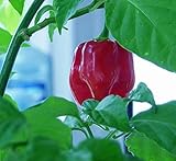 10 Semi di Habanero Red Savina