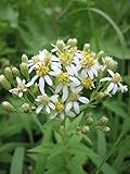 Semi/Packet 400 Aster umbellatus ASTER piatte