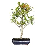 KENTIS - Bonsai Melograno - Bonsai Punica Granatum - Piante Vere da Esterno da Frutto - Vaso Artigianale in Ceramica - H 40-50 cm Vaso Ø 20 cm