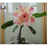 2*Rosa del deserto pianta vera-piante di colore misto(Adenium obesum): Seeds