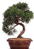 Bonsai - Juniperus chinensis, ginepro cinese 201/214