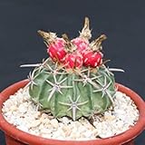 Echinocactus texensis @ cactus seme raro cactus 10 SEMI:Grani