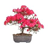 KENTIS - Bonsai di Azalea Satsuky - Rhododendron Indicum - Bonsai Originale Giapponese - Piante Vere da Esterno Made in Japan - H 25-30 cm Vaso Ø 15 cm