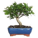 KENTIS - Bonsai Quercus Pubescens - Bonsai di Quercia Roverella Giapponese - Piante Vere Decorative da Esterno - H 25-35 cm Vaso in Ceramica Ø 21 cm