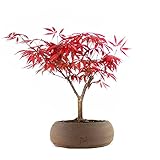 Acero Rosso Giapponese Altezza 30 cm, Pianta Vera, Bonsai- posizionare all Esterno in una Zona Luminosa, Vaso Artigianale in Terracotta Marrone