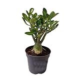 Plant in a Box - Adenium Obesum - Rosa del deserto - Vaso 10,5cm - Altezza 25-40cm