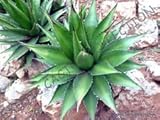 Rare Agave horrida @ J @ Esotico Succulente Aloe sole del deserto Cactus Seed 100 semi