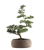 Bonsai di Zelkova Altezza 40 cm, Pianta Vera, per Interno ed Esterno, Vaso Artigianale di Terracotta - Marrone