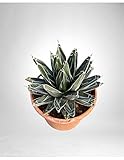 Pianta Grassa Agave Victoriae Reginae - Dimensione Vaso Vaso 20cm