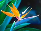 10+ Strelitzia reginae UCCELLO DI SEMI paradiso dei fiori