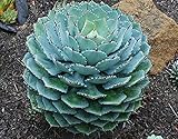 Agave Potatorum Agawa Graines fraîches succulentes