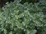 ASSENZIO NR.100 SEMI - ARTEMISIA ABSINTHIUM