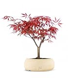 Acero Rosso Giapponese Altezza 30 cm, Pianta Vera, Bonsai- posizionare all Esterno in una Zona Luminosa, Vaso Artigianale in Terracotta - Bianco