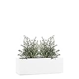 Pflanzwerk® Fioriera Vaso da Fiori TUB 17x50x17cm Bianco *Resistente al Gelo* *Europea di qualità* *Protezione UV*