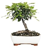 KENTIS - Bonsai di Leccio - Quercus Ilex - Bonsai Vero di Quercia - Piante Vere Decorative da Esterno Resistenti - H 25-35 cm Vaso in Ceramica Ø 21 cm