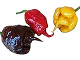 30 SEMI DI PEPERONCINO CAROLINA REAPER RED CHOCOLATE E YELLOW WORLD RECORD COME PIU  PICCANTE AL MONDO