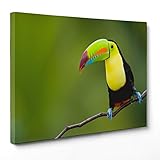 QUADRO SU TELA CANVAS - INTELAIATO - PRONTO DA APPENDERE - Tucano - Uccello natura - 50x70cm - Senza Cornice - (cod.1439)