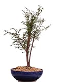 Bonsai - Taxus baccata, tasso europeo, gruppo 3 201/211