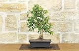 Bonsai di Acero Tridente (25)