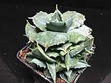 Agave potatorum Cv. Shoji-Raijin Cactus Piante Grasse M71