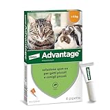 Advantage Soluzione Spot On per Gatti e Conigli Piccoli, 40 mg, 4 Pipette