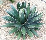 Seeds agave horrid, exotic succulent aloe rare Seedsof the desert cactus seed 15 seeds: Only seeds