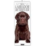 Labrador Retriever. Calendario 2025. Long