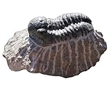 Kaltner Präsente Idea regalo - fossili fossili trilobiti trilobite, Pietra Pietra Trilobit, Trilobit