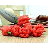 PERZOE Semi di ortaggi al peperoncino Carolina Reaper rari da 100 pezzi, regalo per decorazioni da giardino