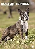 Boston Terrier Calendario 2025