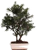 Bonsai - Taxus media, tasso 220/66