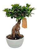 Bonsai Ficus Ginseng, Bonsai vero in vaso di ceramica diametro 18 cm., altezza pianta 40 cm.