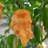 Bhut Jolokia Copenhagen Orange,10 semi,Capsicum chinense (380)