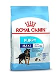 Royal Canin SHN Maxi Puppy 15kg