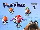 Clip: Puffins