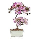 KENTIS - Bonsai di Azalea Satsuky - Rhododendron Indicum - Bonsai Originale Giapponese - Piante Vere da Esterno Made in Japan - H 30-35 cm Vaso Ø 15 cm